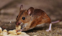 Find Exterminators in Yuba County